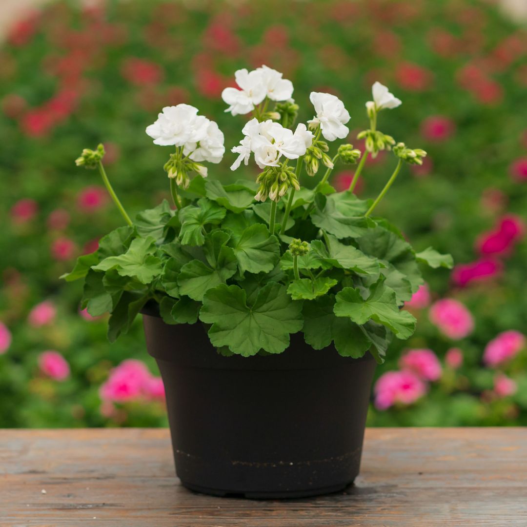Geranium – Calliope Large White – 10″ Patio Pot